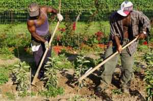 Jamaican farm workers 3           